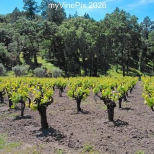 Pic 1 - Early Spring Vines