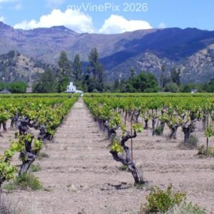 Pic 10 - North Silverado Trail Vine Buds