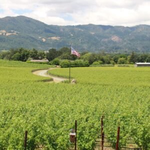Pic 16 - Winding Road Vineyard