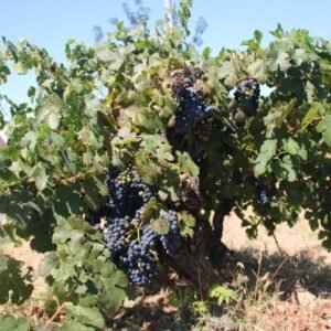 Pic 17 - Grand Daddy Cabernet Vine