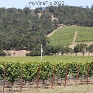 Pic 22 - East Silverado Trail Climbing Vineyard
