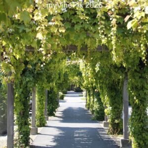 Pic 23 - Vine Canopy in Yountville