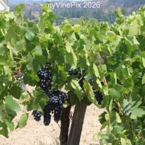 Pic 27 - Late Spring Red Wine Grapes
