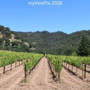Pic 28 - North Silverado Trail Spring Vineyard