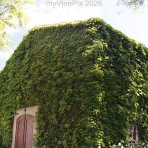 Pic 29 - Vine Covered Cellar