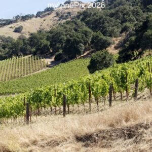 Pic 30 - East Silverado Trail Hillside