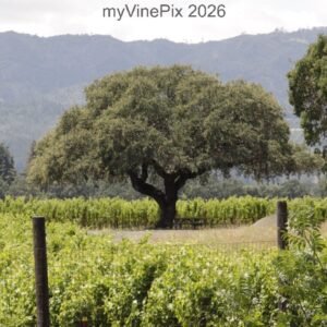 Pic 32 - Central Napa Valley Lone Oak