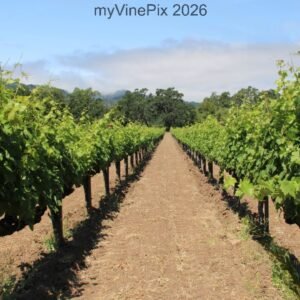 Pic 34 - Northwest Napa Spring Vineyard