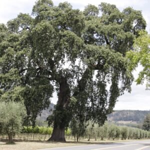 Pic 36 - Grand Daddy Oak Tree