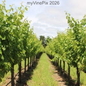 Pic 4 - Northwest St Helena Vine Rows