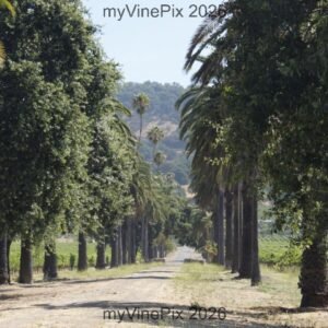 Pic 41 - A Divine Canopy