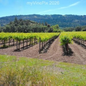 Pic 42 - North Valley Early Spring Vineyard