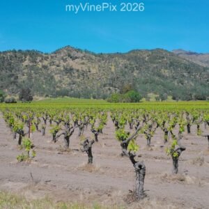 Pic 45 - North Valley Early Spring Vineyard