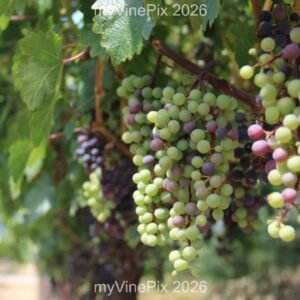 Pic 47 - Well Hung Spring Grapes