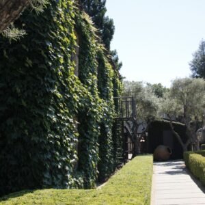 Pic 50 - Vine Covered in Yountville
