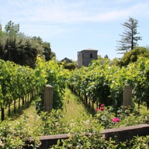 Pic 54 - Vineyard Residence in Town