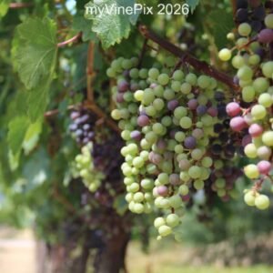 Pic 8 - Spring Wine Grapes