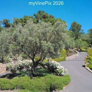Pic 9 - Silverado Trail Estate Entrance